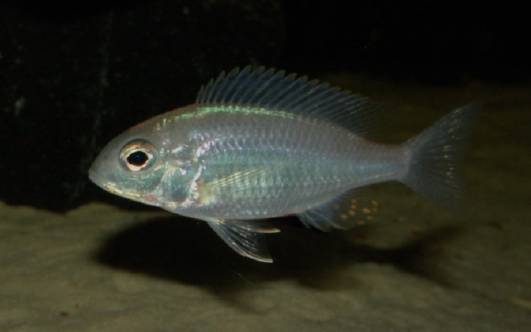 Lethrinops sp. 'yellow collar' Masimbwe Island